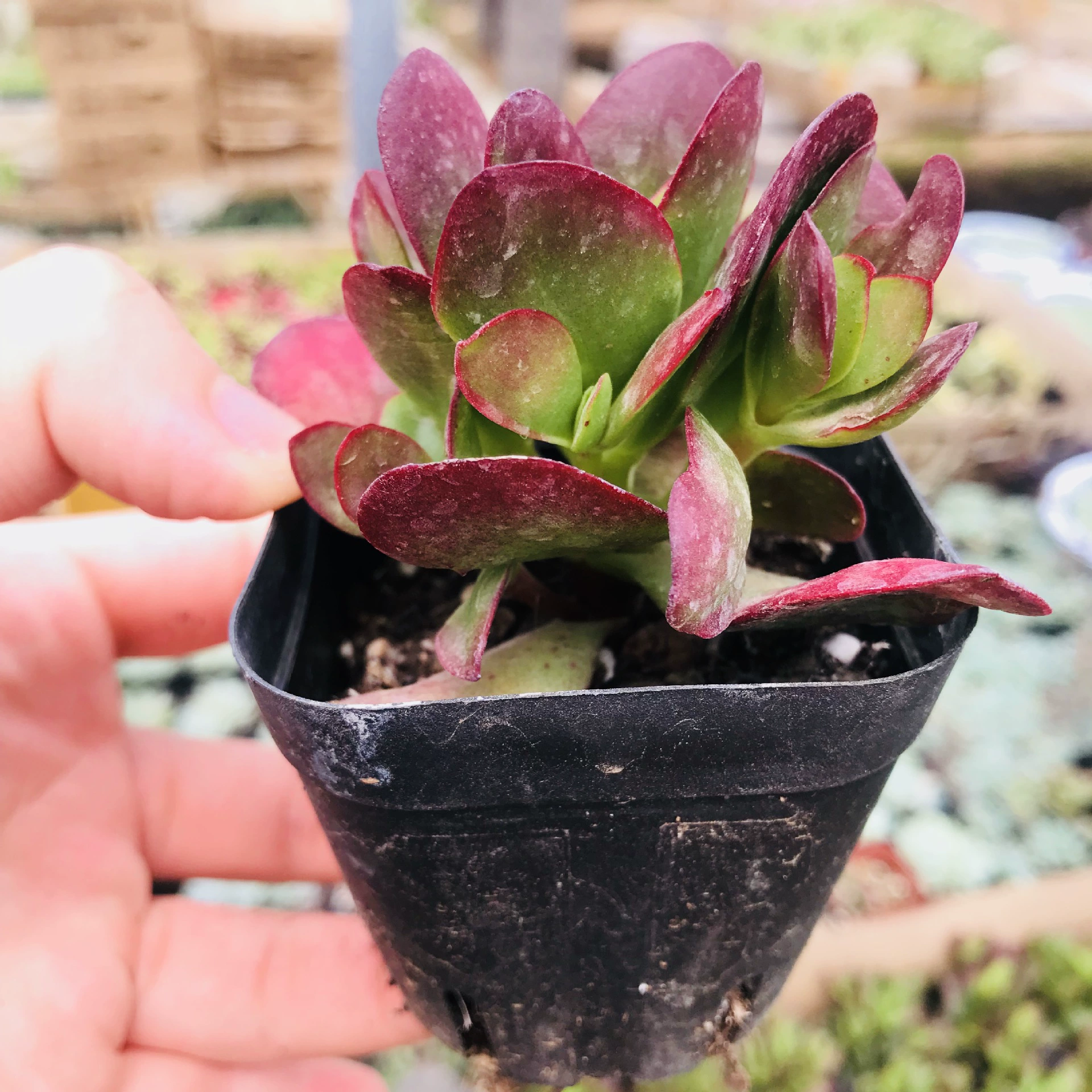 Мясистые растения мясистые Горшки Оптом многоголовочная группа из старого ворса комбинированные цветы фиолетовая бабочка мясистая основа