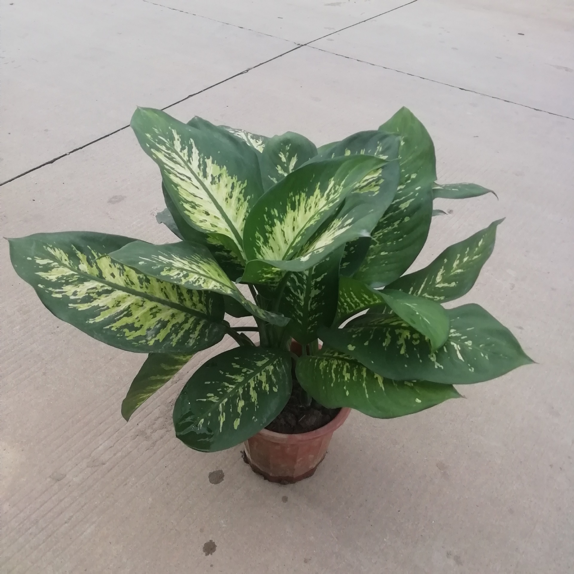 为什么要用植脂末