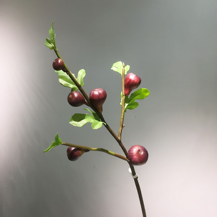 3-1酒红色无花果.JPG
