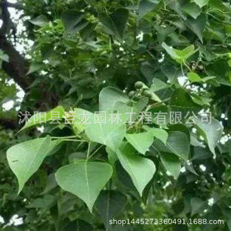 基地批发乌柏树苗大乌柏树 绿化工程用树行道树3-30公分乌柏树-阿里巴巴