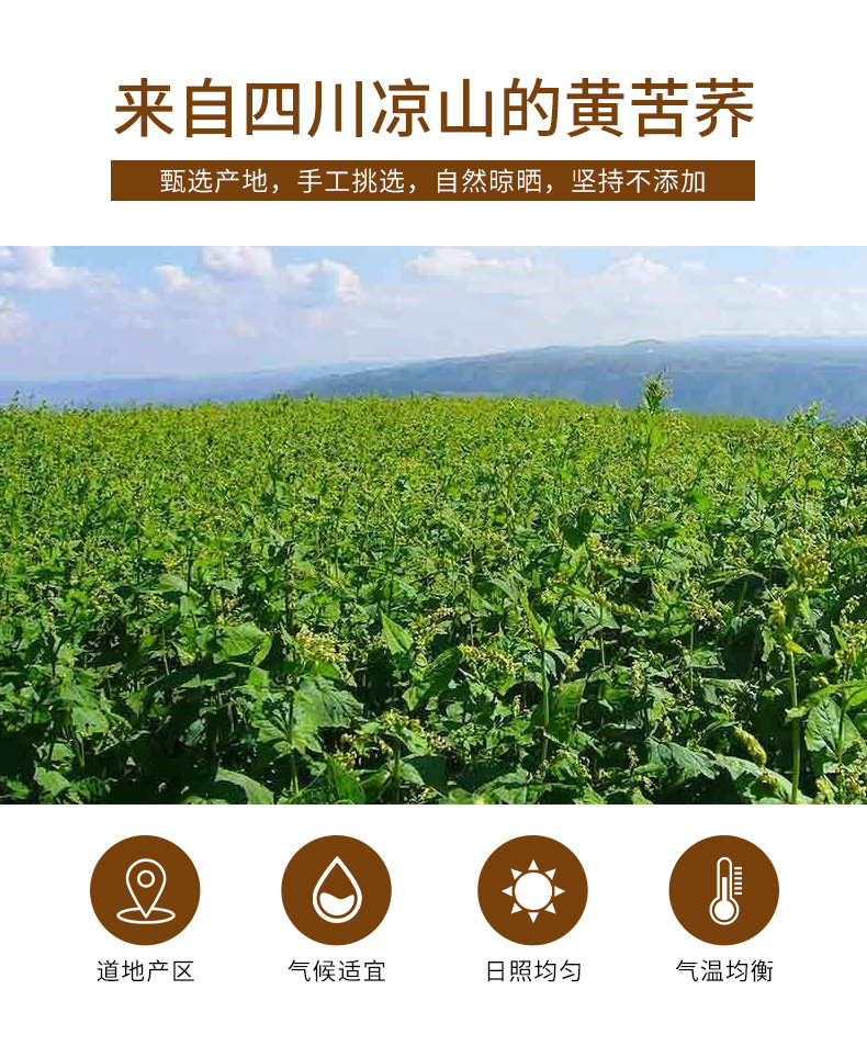 Yellow Tartary Buckwheat Tea (Fagopyrum tataricum) — Roasted Herbal Tea, 250g Can key features