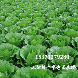 lײ˷NSѿ ײ Yײ˰İײ˷N|r·N