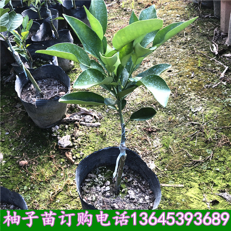 文旦和柚子 文旦柚子 浙江文旦柚子 文旦和柚子的区别