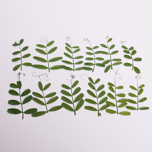 Matto leaf wild bean seedlings mobile phone case DIY drip gum dried…