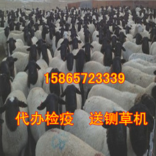 纯种黑头杜泊绵羊多少钱一只波尔山羊羊羔 3个月的羊苗商品羊价格