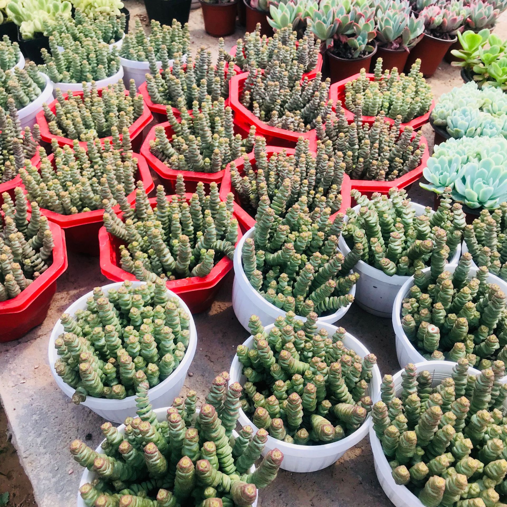 开业花篮定制：传递祝福的艺术