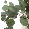 superior quality Feel Eucalyptus simulation Green plant Feel Northern Europe Botany flower arrangement Artificial flower wholesale