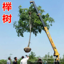 红榉树苗正宗榉树小苗血榉树苗毛脉榉小叶榉树苗榉树树苗绿化苗木