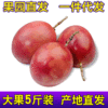 新鲜水果批发 广西西番莲紫色香果酸甜多汁百香果 果园直供百香果