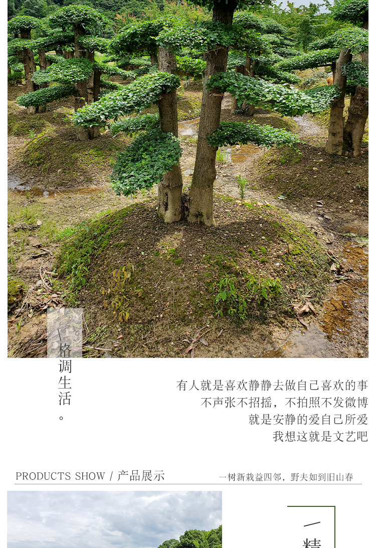 汉田苗木详情页_04