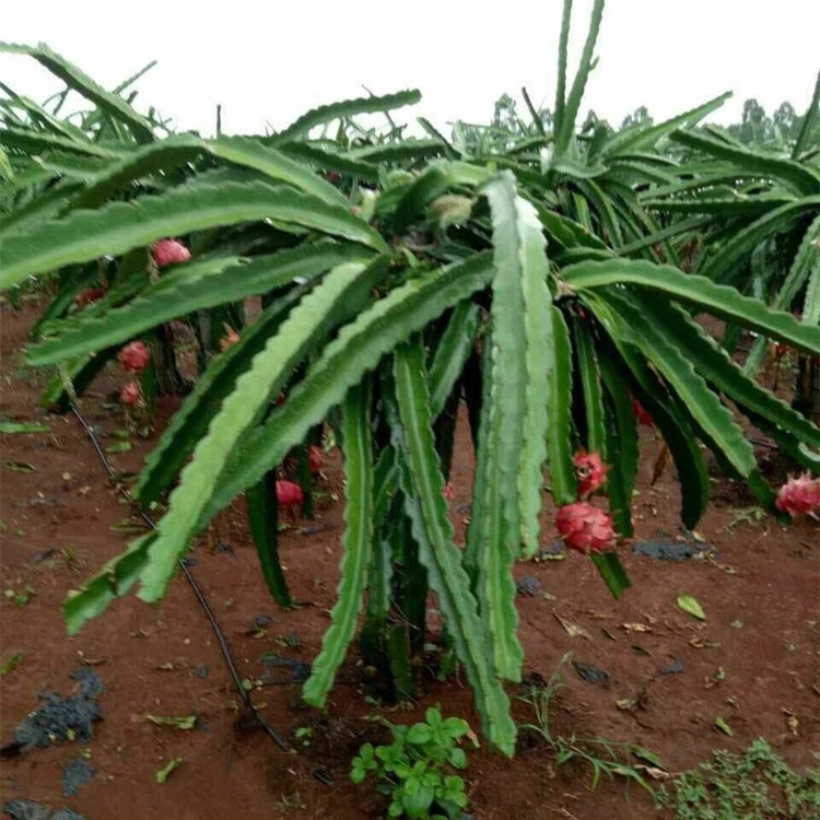 云南新鲜水果云南红心红肉火龙果非越南火龙果5斤装 一件代发|ms