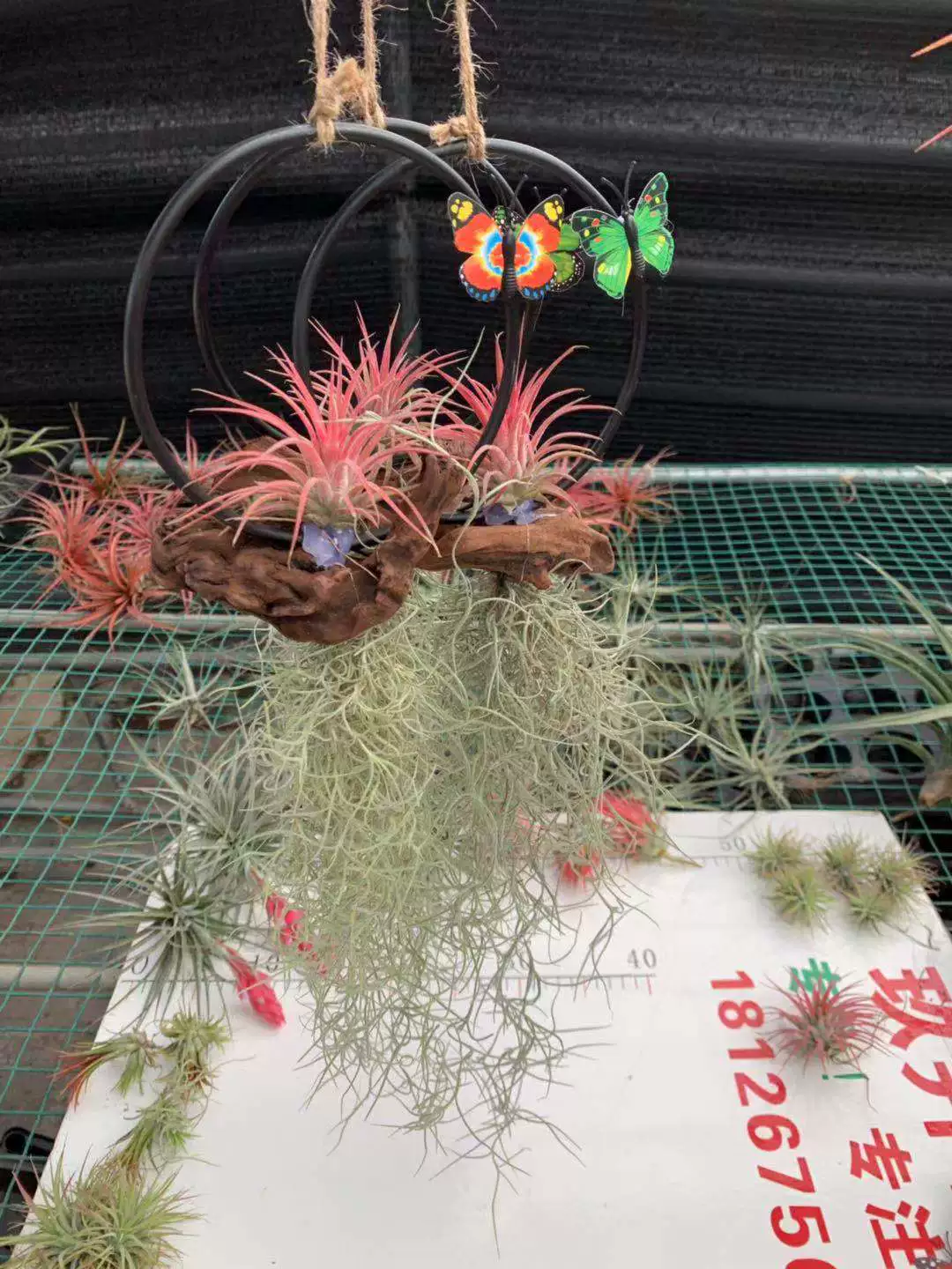 Ремесло воздушный ананас птицы и цветы базовая форма в горшке деревянная рама из ротанга украшения стены зеленые растения беспочвенные растения