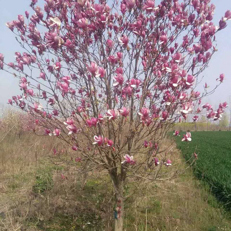 基地直销嫁接红玉兰树苗 批发红玉兰 紫玉兰 工程绿化苗木价格优