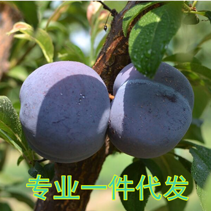 【壹件代發】陝西黑布林/李子新鮮水果2斤/5斤/10斤全國包郵