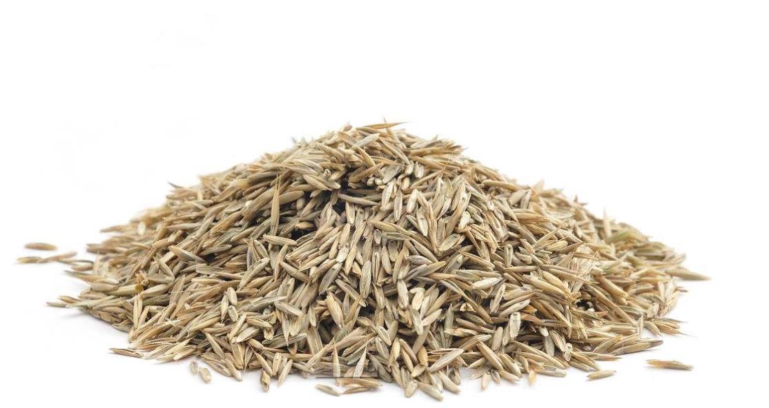 边坡绿化常用植物边坡绿化用草籽黑麦芽种子高羊茅种子批发