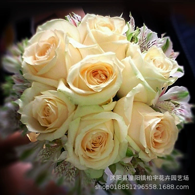 Европейская Луна Персик Снежная Гора Большой цветок Духи Роза Сеялка розовый Шампанское Роза Сеялка в горшке Морозостойкая Роза