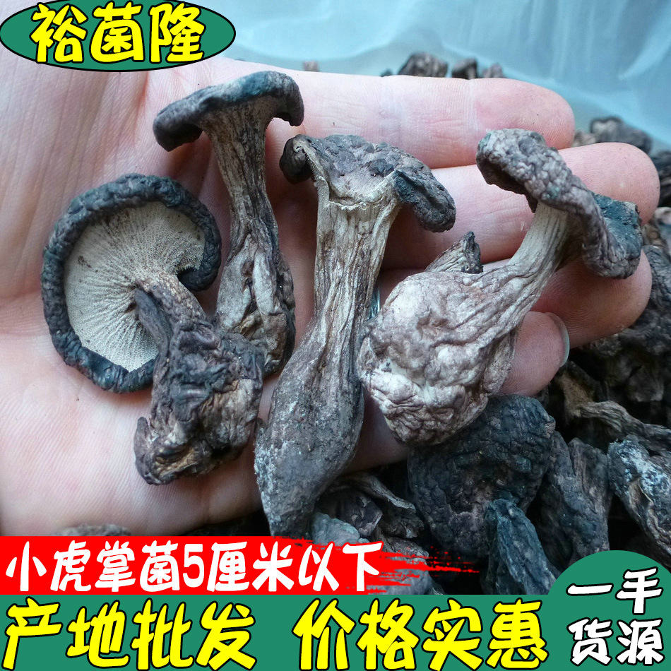 【裕菌隆】虎掌菌干货酒店小虎掌菌5厘米以下产地小黑虎掌菌批发