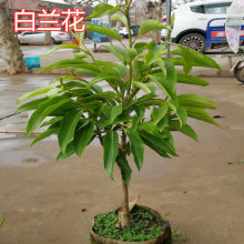 白兰花盆栽 黄桷兰十里飘香白兰花苗香味独特白玉兰花树苗促销