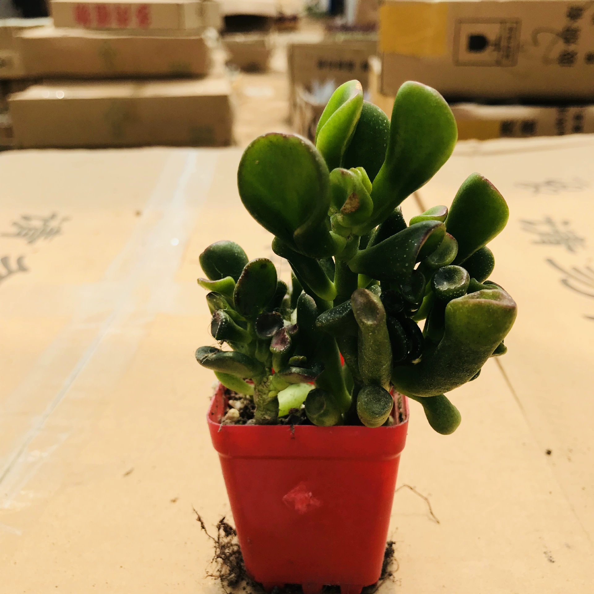 Новые суккулентные растения сосание богатства Дерево Супер милые цветы зеленые растения сочные комбинированные цветы красивое значение сосание богатства дерево