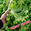 Soft -tailed lettuce seeds, lettuce seeds, seeds, vegetable seeds wholesale vegetable seed seed seed company four seasons broadcast