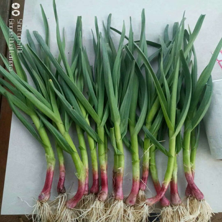 厂家批发四季蒜苗种子 红根蒜苗种子 产量稳定 3个月即可上市|ms