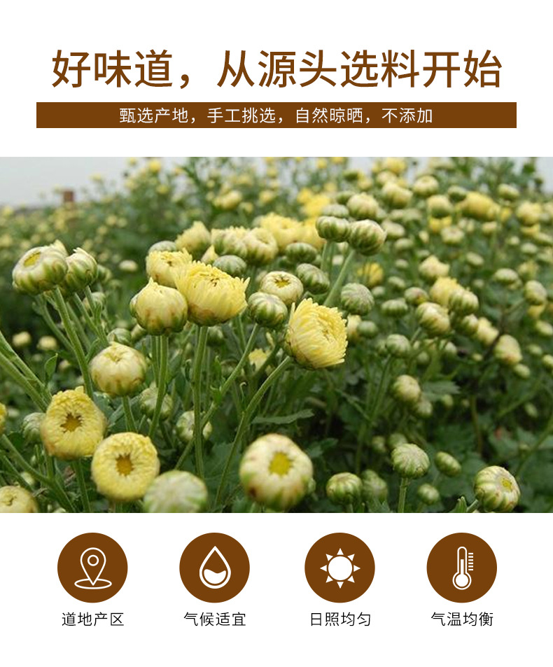 Tai Ju Chrysanthemum Tea (Chrysanthemum morifolium) — Dried Flower Buds, 100g Loose Leaf key features