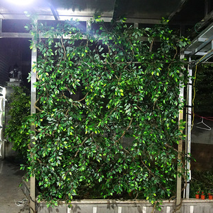 ���S�������ټٿݸ�����ڻ�ˇ�ٷ����֦�ɷ����ٗl��@���L��