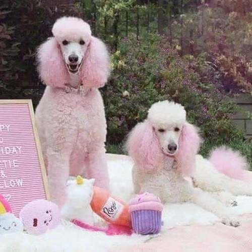 Small paw print opawz pet temporary dyeing shampoo and shower gel for cats and dogs washed several times macaron color 7 color selection