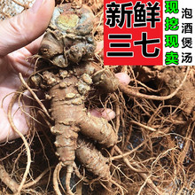 正宗云南文山新鲜三七田七500克泡酒煲汤现挖活三七生三七