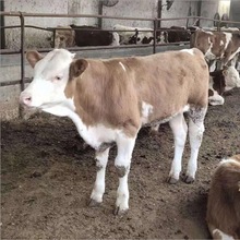嘉旺养殖场改良杂交作种牛犊价格便宜 供应可食用西门塔尔牛黄牛
