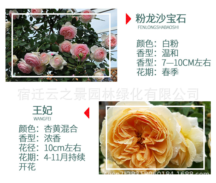 爬藤月季详细图3.png