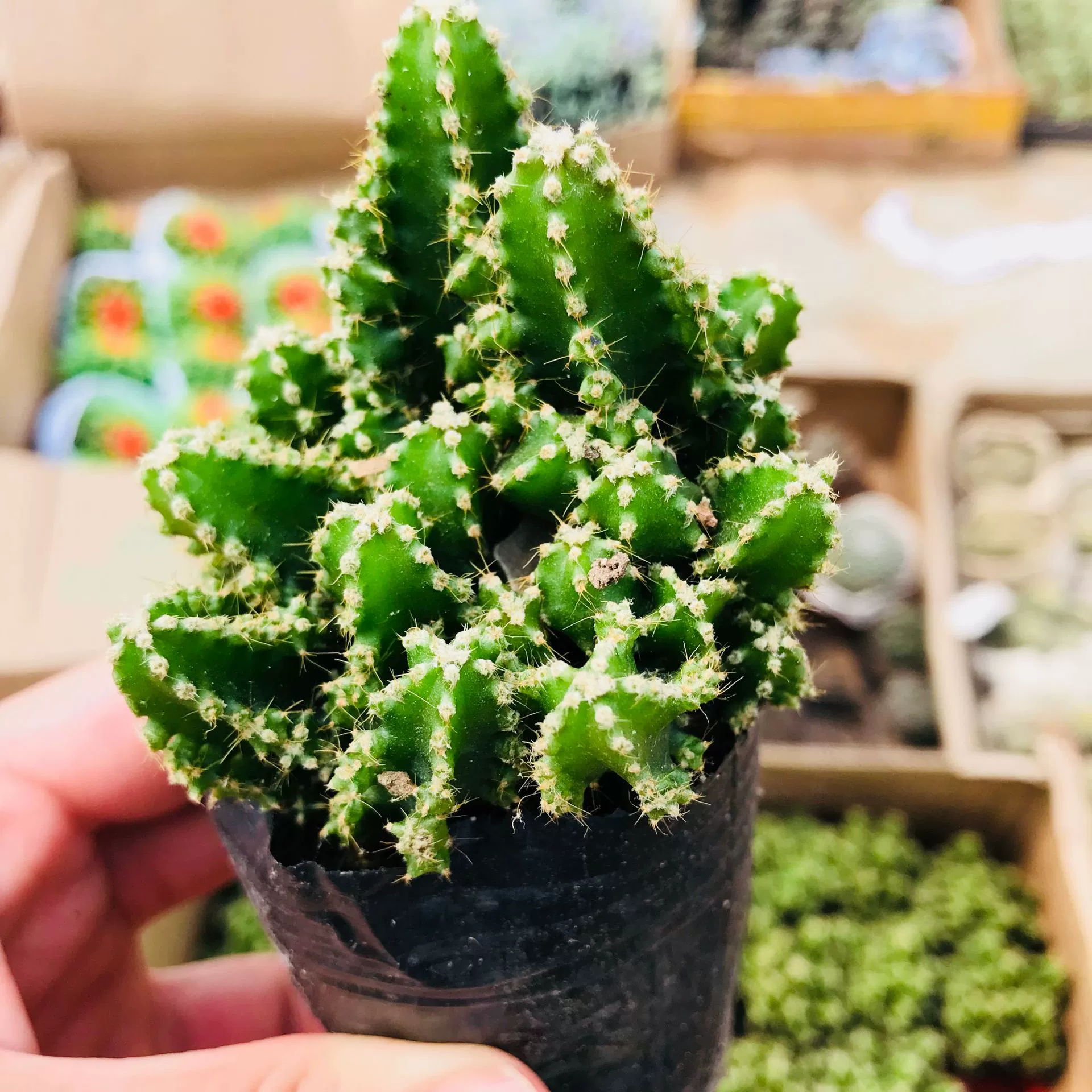 Кактус Горшечные растения Комнатные цветы Ванчуншань Офисный Рабочий стол Растения, поглощающие формальдегид Новички для выращивания Ванчуншань