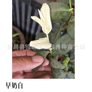 �����^�����硿���~��  ���^������ �r��Ǥ��߳ɻ��ʾG��