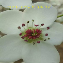 ���������ڷ����滨��