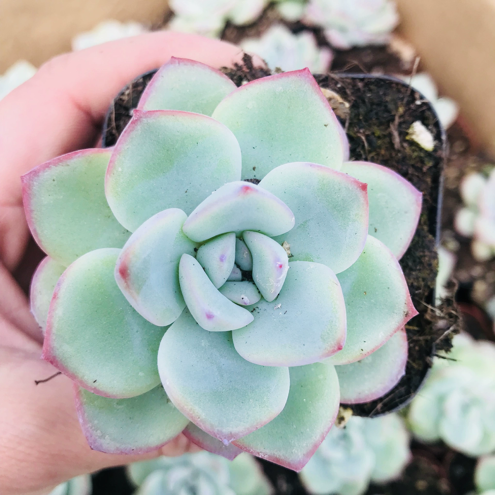 Оптовая продажа мясистые цветы зеленые растения в горшках комбинированные цветы Сенсационные мясистые украшения для офисного стола DIY милое мясо сенсационное