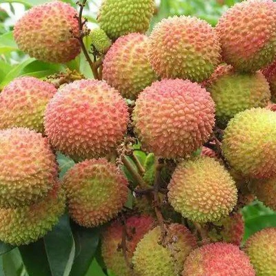 Guangdong Feizixiao Litchi Fresh lychees One piece On behalf of agent Origin origin straight hair