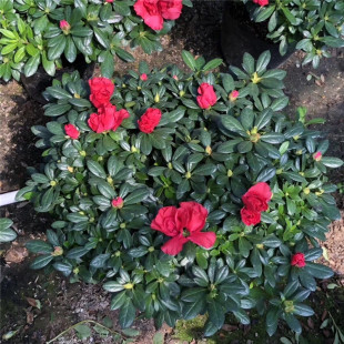 ���Լtɫ���N�� 23��35�������ҹ� ��÷�t���N�� �����N