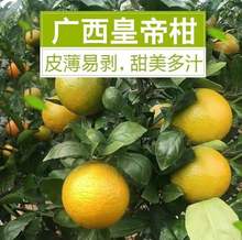 �ʵ۸̏V���ʵ۸̴�����rˮ��9���ָ������۽�����ؕ��ɰ�ǽ���