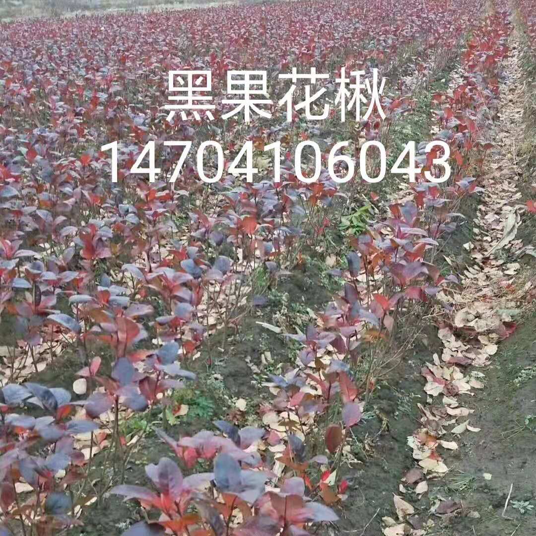 微信图片_20190223114606