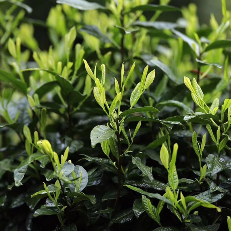 源メーカー直供祁門紅茶卸売りばら積高山濃香型茶葉500グラム祁門紅毛峰