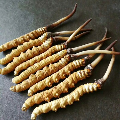 2019年新鲜冬虫夏草青海玉树冬虫夏草规格齐淘宝微商货源一件代发|ms