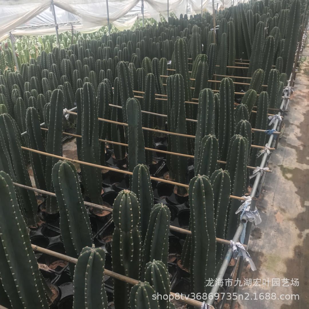 量天尺 铁柱仙人柱 仙人掌沙生植物多肉绿植景观盆栽漳州产地批发-阿里巴巴