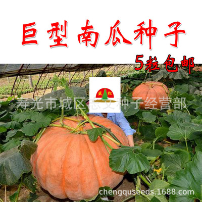 包邮5粒巨型南瓜种子大南瓜种子|ru