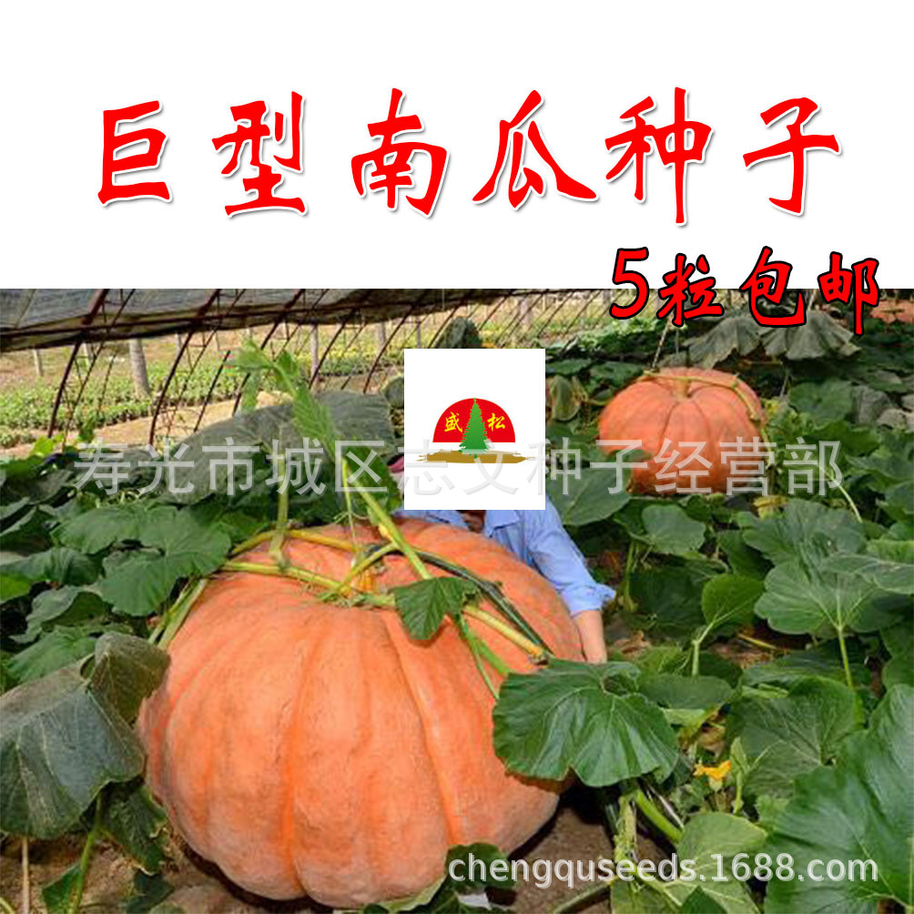 包邮5粒巨型南瓜种子大南瓜种子|ru