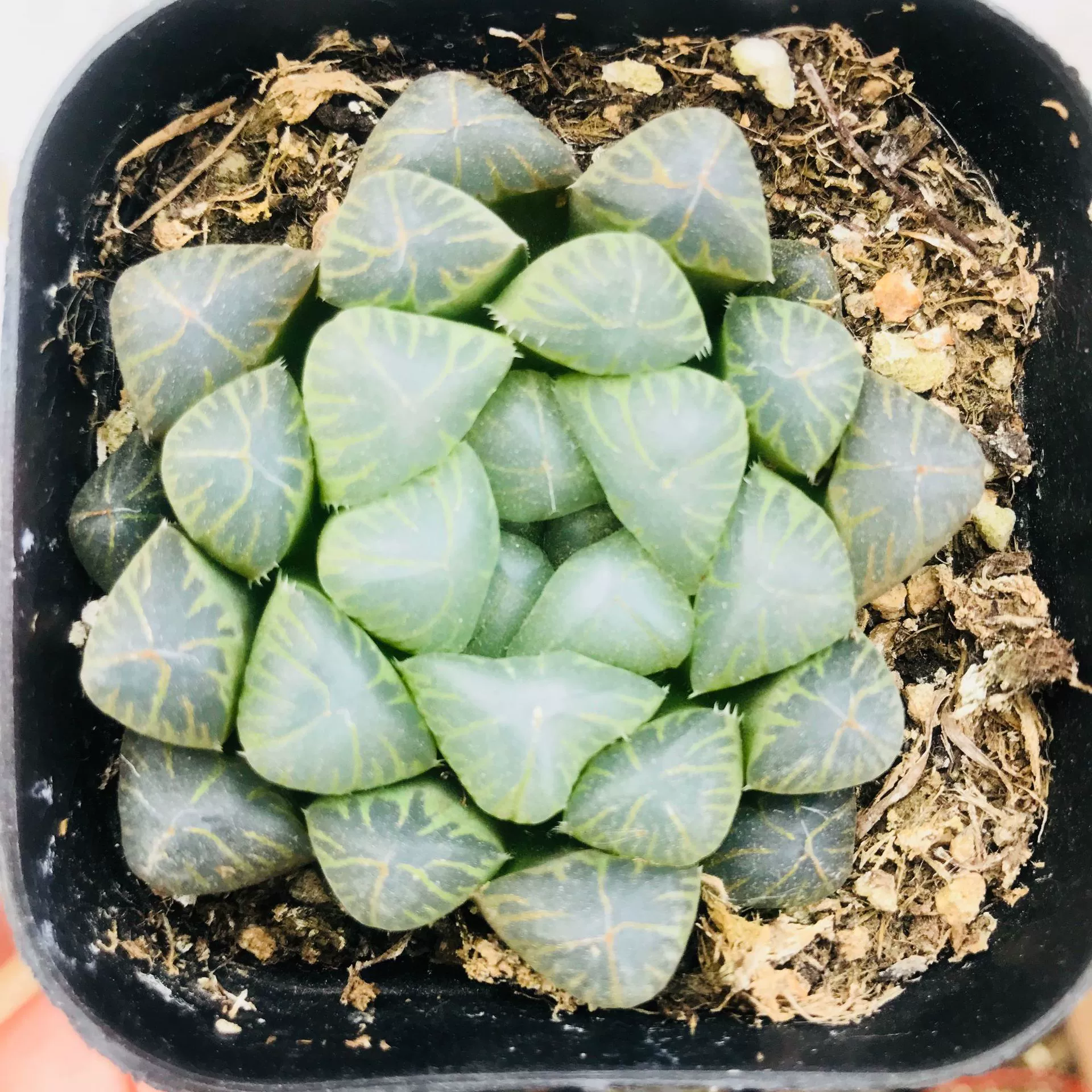 Оптовая Красная Линия Нефритовая Роса 12 рулонов мясистая OBI фиолетовый Джи растение в горшках офис Хорошая красная линия Нефритовая роса