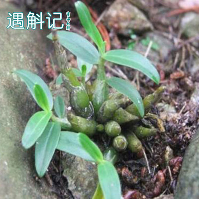 霍山石斛苗米斛苗16株 仿野生超铁皮石斛苗矮小多肉兰花盆栽|ru