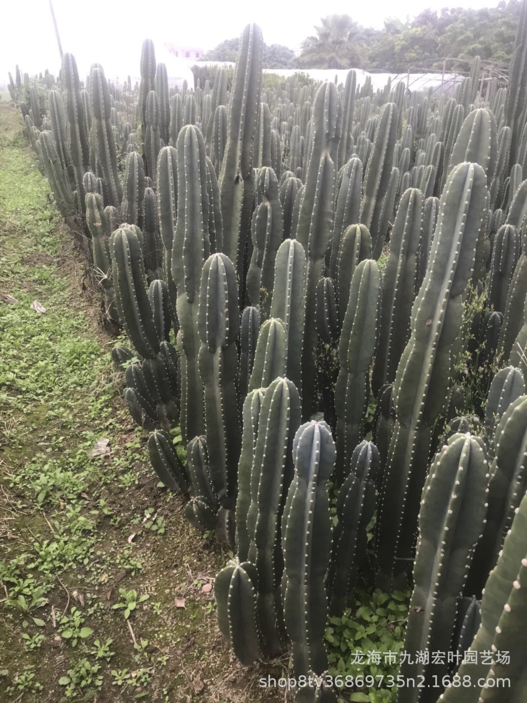 仙人柱 量天尺 1.-1.2米多头仙人掌铁柱景观多肉沙生植物-阿里巴巴