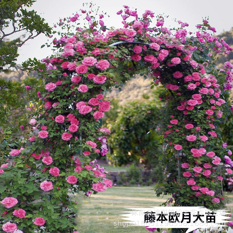 Лоза цветок розы рассада восхождение лоза большой цветок сильный аромат четыре сезона Европейская Луна Большой саженец с цветочным садом парад растений