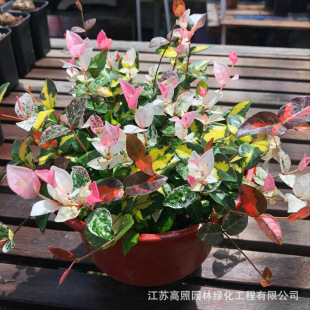 ���~�jʯ�҃����Բ��~�jʯ�S��jʯֲ����mֲ�ﻨ������