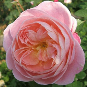 Срезанный цветок Роза рассада мечта гало балкон в горшке четыре сезона роза цветок сад цветочное растение двор Лучжоу аромат зеленое растение